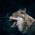 La rabbia: un metodo in tre passi per imparare a gestirla